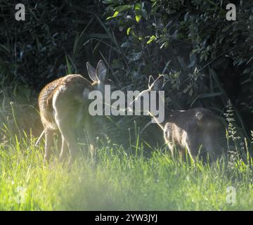 Cervi caprioli (Capreolus capreolus), cervi e fawn in piedi in un prato, comportamento sociale, fauna selvatica, bassa Sassonia, Germania, Europa Foto Stock