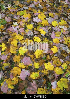 Norvegia Acero (Acer pseudoplatanus), foglie adagiate su un sentiero, in colore autunnale, Assia, Germania, Europa Foto Stock