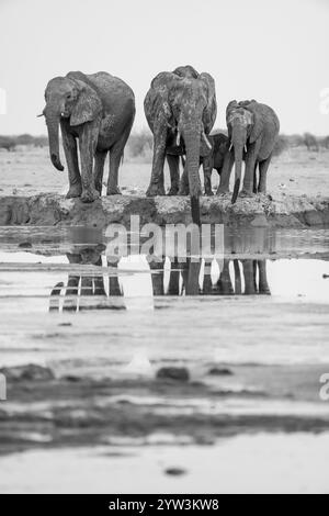 Elefante africano (Loxodonta africana), gruppo con giovani animali che bevono alla sorgente, riflesso, fotografia in bianco e nero, Nxai Pan National Park, Foto Stock