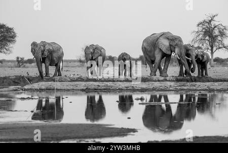 Elefante africano (Loxodonta africana), gruppo che beve alla sorgente, riflesso, fotografia in bianco e nero, Nxai Pan National Park, Botswana, Africa Foto Stock