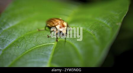 Beetle seduto su una foglia, foresta pluviale tropicale di notte, provincia di Heredia, Costa Rica, America centrale Foto Stock