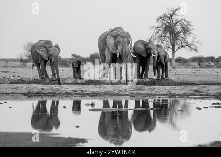 Elefante africano (Loxodonta africana), gruppo che beve alla sorgente, riflesso, fotografia in bianco e nero, Nxai Pan National Park, Botswana, Africa Foto Stock