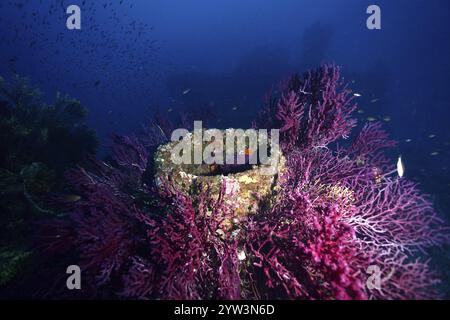 Strutture rotonde circondate da fruste viola (Paramuricea clavata) in un ambiente subacqueo blu, sito di immersione Wreck le Donator, Giens P. Foto Stock