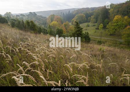 Ginepro in autunno, erbe (Poaceae), ginepro comune (Juniperus communis), alberi con foglie gialle scolorite, felpa di ginepro Craula, vicino a Crau Foto Stock