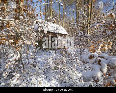 Capanna del cacciatore, vecchia capanna in legno fatiscente con tetto coperto di muschio, circondata da boschi di faggio ricoperti di neve, foresta di Escheberg, Assia, Germania, Foto Stock