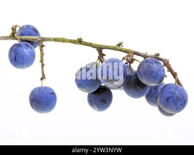 Frutti o bacche di blackthorn (Prunus spinosa), noti anche come prugna, blackthorn o blackthorn. Campione indipendente. Distretto di Lahn-Dill, Assia, Fed Foto Stock