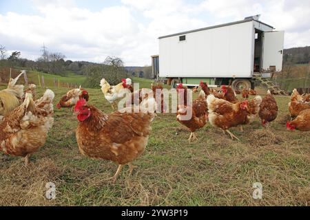 Polli liberi con corsa in un prato. Sullo sfondo c'è una casa di pollo mobile. Assia, Repubblica federale di Germania Foto Stock