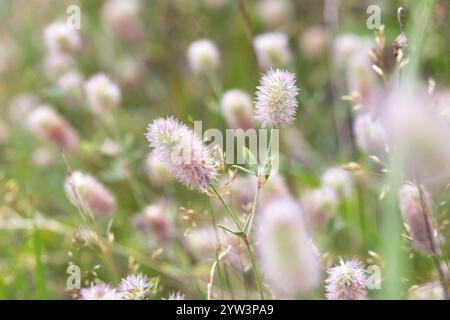 Trifoglio lepre (Trifolium arvense), trifoglio in piena fioritura in un prato selvatico, Renania settentrionale-Vestfalia, Germania, Europa Foto Stock