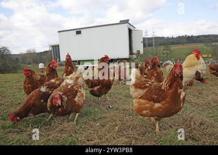 Polli liberi con corsa in un prato. Sullo sfondo c'è una casa mobile per polli, animali, uccelli, galline, uova all'aperto, Huehnermobil Foto Stock