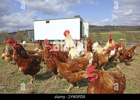 Polli liberi con corsa in un prato. Sullo sfondo c'è una casa di polli mobile, Huehnermobil Bundesrepublik Deutschland Foto Stock