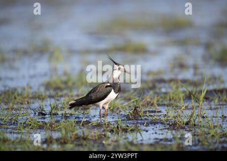 Lapwing (Vanellus vanellus), foraggiatrice femminile a Feutchtwiese, bassa Sassonia, Germania, Europa Foto Stock