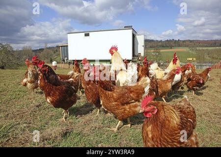 Polli liberi con corsa in un prato. Sullo sfondo c'è una casa di polli mobile, Huehnermobil Bundesrepublik Deutschland Foto Stock