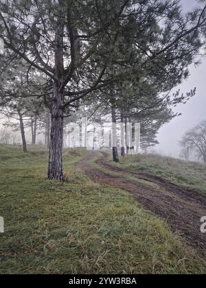 Tortuoso sentiero sterrato in salita attraverso un'area boschiva con alti pini. Ambiente nebbioso, atmosfera tranquilla con terreno ricoperto di erba verde smerigliata Foto Stock