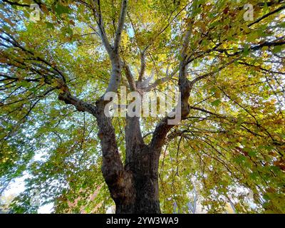 Albero a foglie decidue in autunno, in vista dal basso. Foto Stock