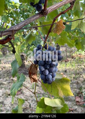 Uve Viola mature sulla vite in un ambiente soleggiato Foto Stock