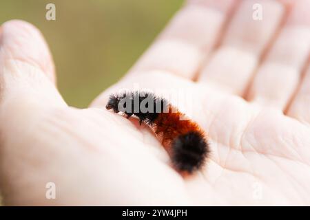 Un bruco a tre colori, un orso mercantile, strizza sul palmo della mano Foto Stock