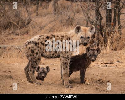 Una madre di iena con due cuccioli molto giovani che guardano la telecamera di una tana in Sud Africa Foto Stock