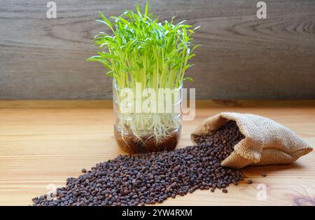 Spinaci d'acqua Microgreens idroponici coltivati come piante commestibili con i semi Foto Stock
