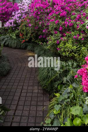 Cespugli di colorate azalee in fiore nella serra del giardino botanico. Sfondo floreale primaverile con spazio di copia. Fiori di azalea multicolore Foto Stock