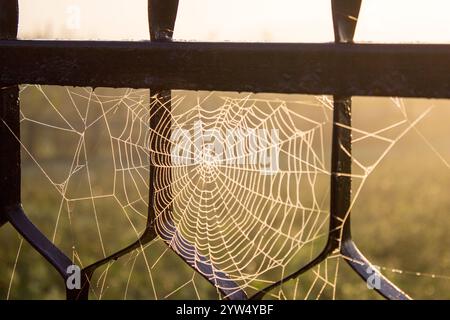 La ragnatela cattura la luce mattutina sulla recinzione. Foto Stock