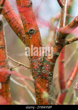 La corteccia rossa dell'acero giapponese, Acer palmatum "Eddisbury", offre interesse invernale nel giardino Foto Stock