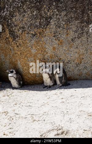 Tre pinguini africani si nascondono dal sole all'ombra di una grande pietra. Sudafrica, habitat naturale di animali a rischio di estinzione. Piedi neri, SPECT Foto Stock