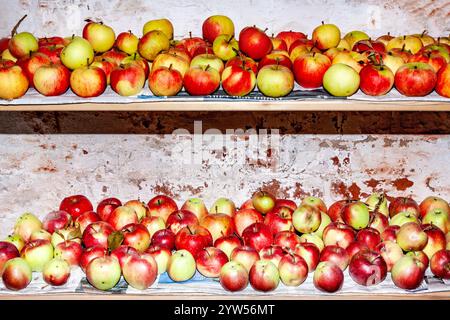 Le mele sono memorizzati in cantina per mantenere fresche Foto Stock