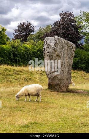 Avebury, Regno Unito - 25 agosto 2024: Pecore che pascolano intorno ad Avebury Neolithic henge Stone Monument . New Stone Age intorno al villaggio di Avebury nel Wiltshire, io Foto Stock