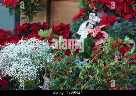 Primo piano di fiori sulla strada, con piante di Natale, agrifoglio, punta, pini e paniculata Foto Stock