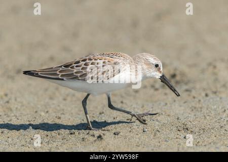 western sandpiper, Calidris mauri, alimentazione di un solo uccello sul fango della costa, Vancouver, Canada Foto Stock