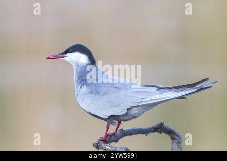 Whisky tern, Chlidonias hybrida, adulto singolo arroccato su un ramo sottile, Hortobagy Reserve, Ungheria, Europa Foto Stock