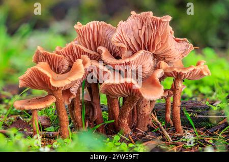 Primo piano di un ammasso di funghi Deceiver o Waxy Laccaria (Laccaria laccata) che crescono sul terreno della foresta. Foto Stock