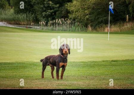 Cane Spaniel che lavora e si diverte in un campo da golf Foto Stock