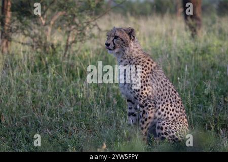 Cucciolo di Cheetah seduto nell'erba Foto Stock