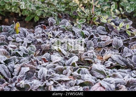 Piante da giardino all'esterno coperte di gelo, rime in giardino. Foto Stock