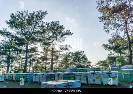 Alveari in una foresta di pini, scenario rurale, boschetti di alveare tra gli alberi. Una fattoria di api in campagna Foto Stock
