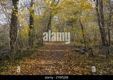 Colori autunnali, percorso attraverso la foresta decidua nei Paesi Bassi, Limburgo in autunno. Foto Stock
