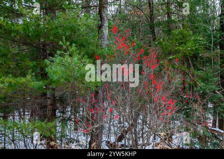 Winterberry (Ilex verticillata) in una foresta del Wisconsin con neve, orizzontale Foto Stock