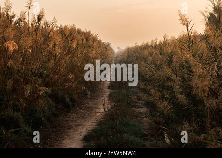 Sorvola la strada di accesso agli osservatori della porta sud nel Parco naturale El Hondo, Spagna Foto Stock