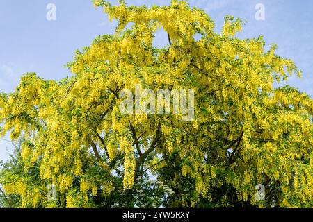 Primo piano di fiori comuni del laburno (laburnum anagyroides) in fiore Foto Stock