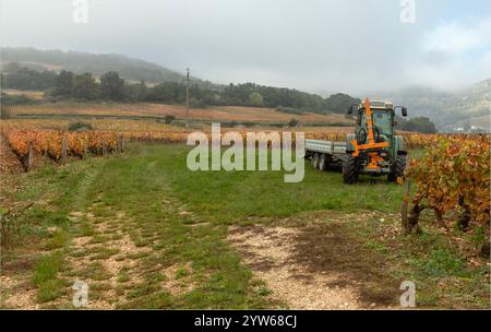 Cote d'Or, Borgogna, Francia - 24 ottobre 2024 - vigneti autunnali con le vigne che cambiano colore e un trattore parcheggiato con un rimorchio Foto Stock