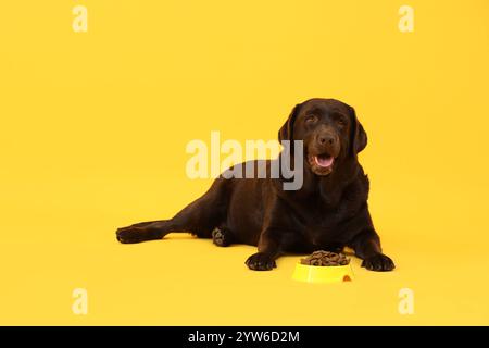 Simpatico cane Labrador con cibo secco nel recipiente per l'allattamento su sfondo giallo Foto Stock