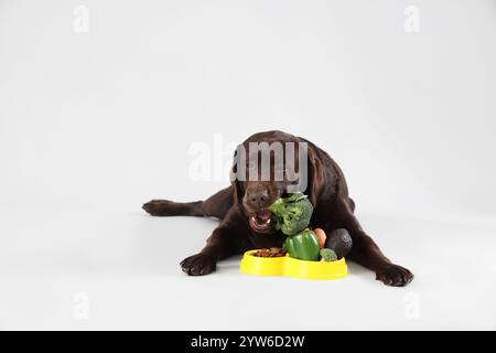 Simpatico cane Labrador steso vicino al recipiente per la pappa con cibo secco e verdure su sfondo chiaro Foto Stock