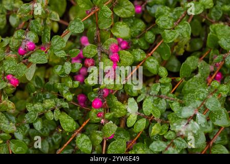 Bacche rosa brillanti di neve circondate da foglie verdi lucide, scintillanti sotto le goccioline della prima neve bagnata, catturate in un dettagliato primo piano Foto Stock
