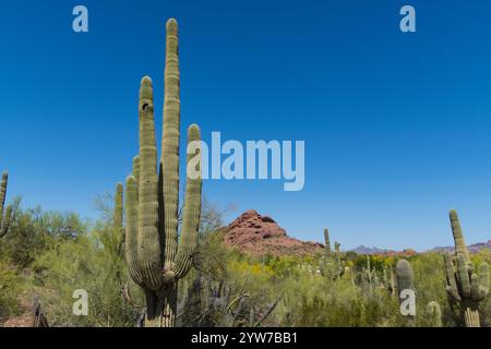 Un cactus saguaro si erge alto in primo piano, circondato dalla vegetazione del deserto e adagiato su uno sfondo di aspre montagne rosse e un brillante blu Foto Stock