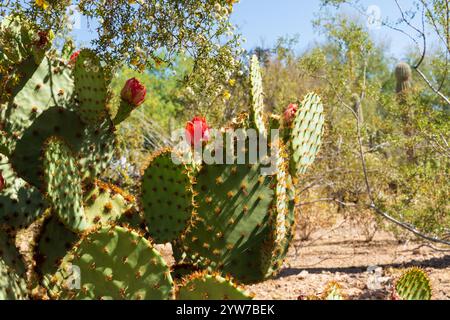 Cacto opuntia disteso con fiori rosso acceso che sbocciano su pad verdi alla luce del sole screziato del deserto Foto Stock