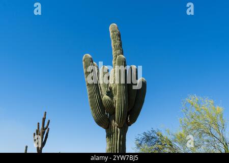 Un torreggiante cactus di saguaro (Carnegiea gigantea) si erge sullo sfondo di un cielo azzurro limpido nel deserto dell'Arizona. Circondato da un deserto sparso Foto Stock