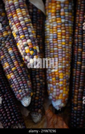 Il mais indiano, con la sua ricca gamma di chicchi multicolori in tonalità blu, rosso, giallo e marrone, è un simbolo tradizionale della stagione autunnale del raccolto. Foto Stock