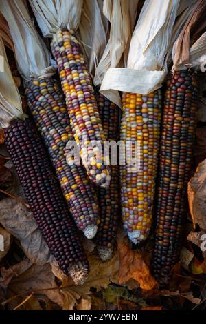 Il mais indiano, con la sua ricca gamma di chicchi multicolori in tonalità blu, rosso, giallo e marrone, è un simbolo tradizionale della stagione autunnale del raccolto. Foto Stock