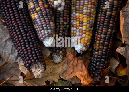 Il mais indiano, con la sua ricca gamma di chicchi multicolori in tonalità blu, rosso, giallo e marrone, è un simbolo tradizionale della stagione autunnale del raccolto. Foto Stock